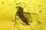 Three Fossil Flies (Diptera) In Baltic Amber - #200046-3